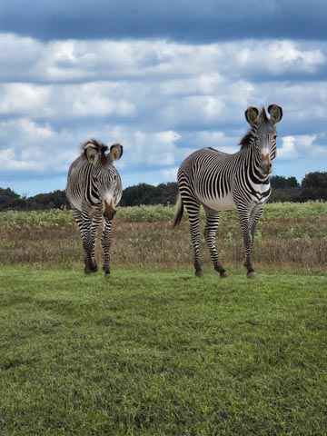 Texas Zoofari Park