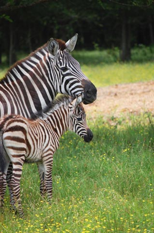 Texas Zoofari Park
