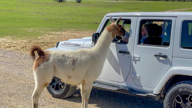 Texas Zoofari Park