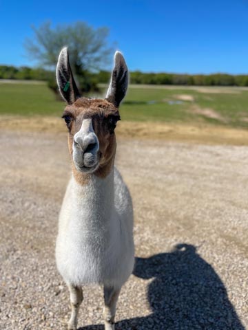 Texas Zoofari Park
