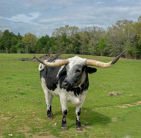 Texas Zoofari Park