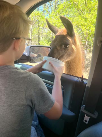 Texas Zoofari Park
