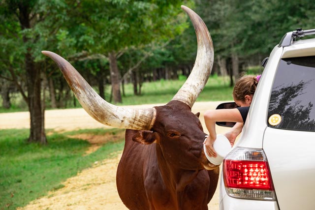 Texas Zoofari Park