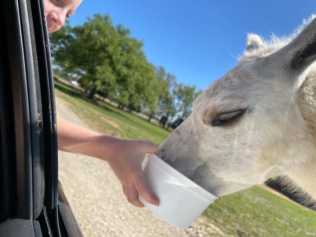 safari in texas near dallas