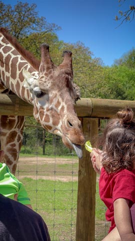 Texas Zoofari Park