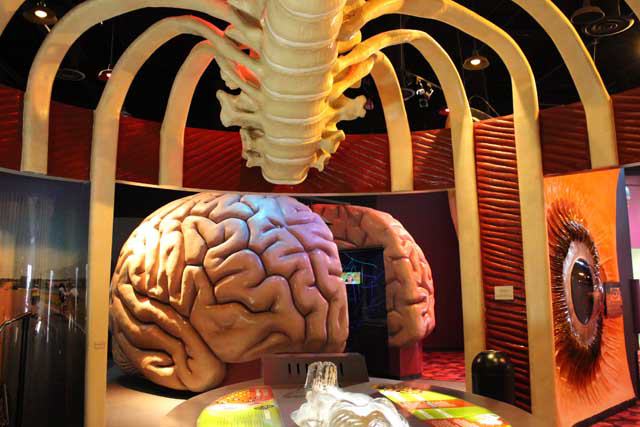 The Health Museum In Houston Tour Texas