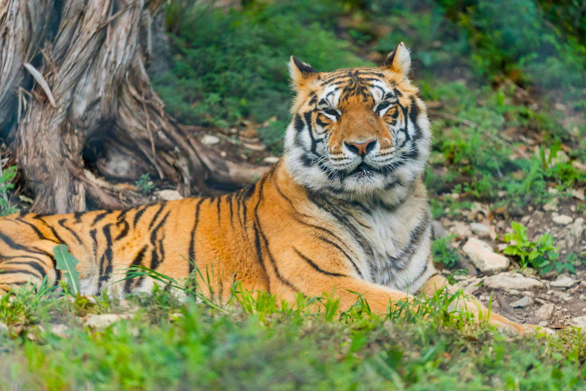 tiger austin zoo