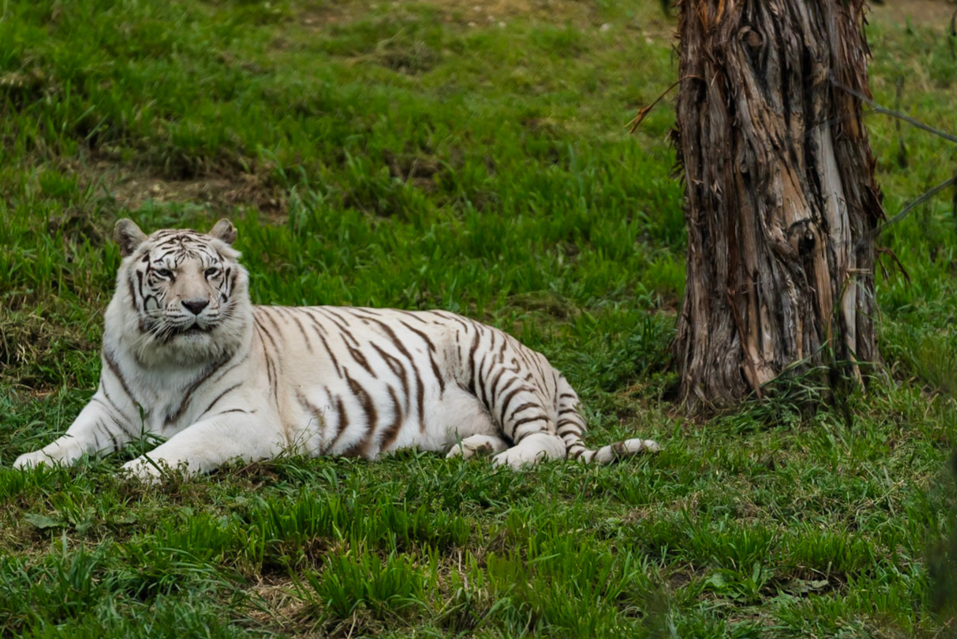Austin Zoo