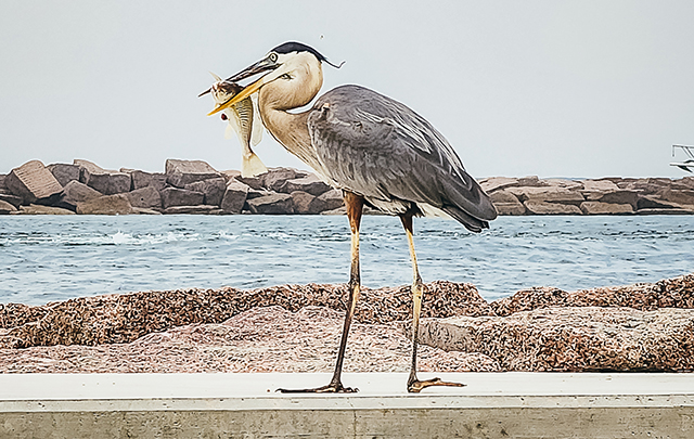 Port Aransas, Texas