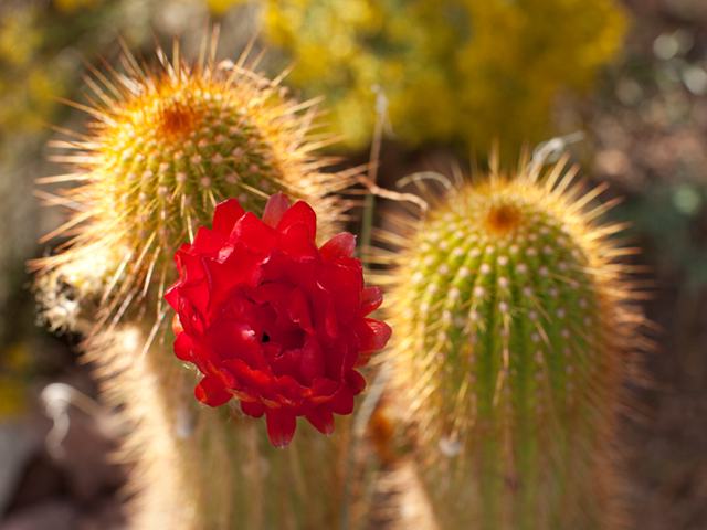 El Paso