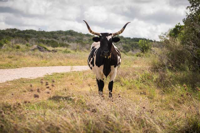 Uvalde County