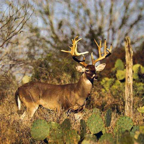Uvalde, Texas