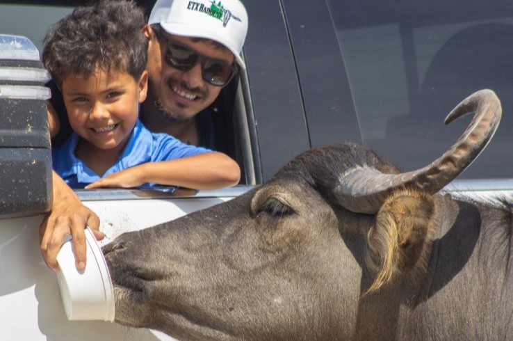 A young boy and his father feed a water buffalo from their car window during the Safari Drive-Thru at Texas Zoofari Park in Kaufman, TX.