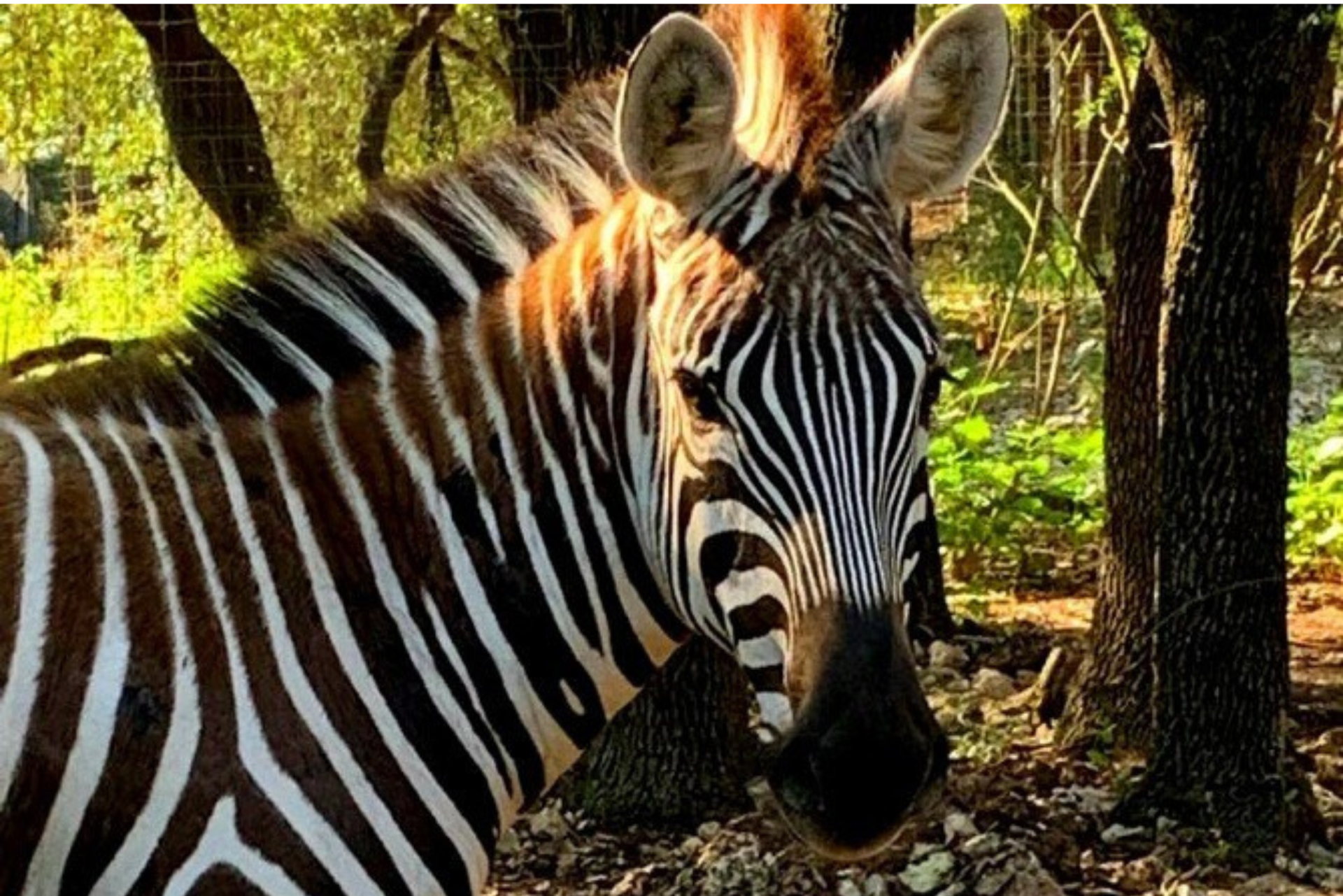 Austin Zoo