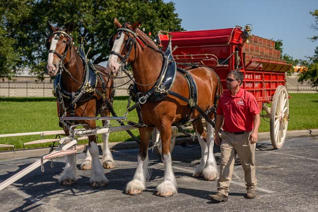 Budweiser Brewery Experience