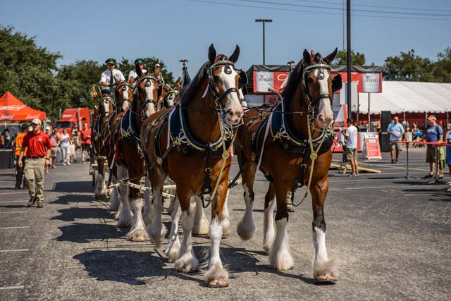 Budweiser Brewery Experience