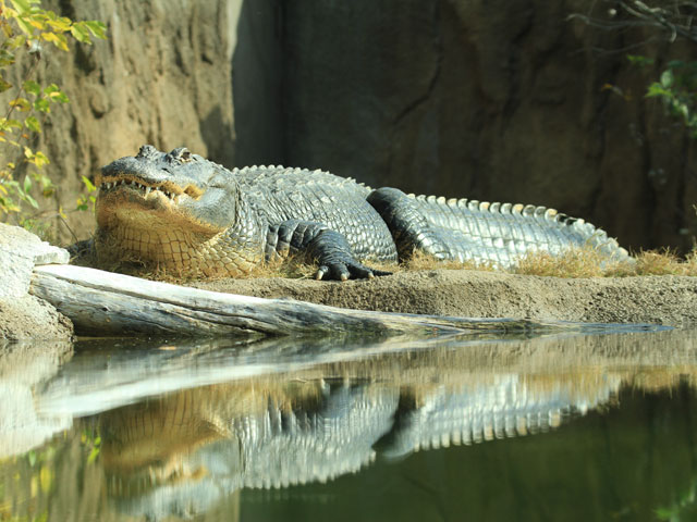 Cameron Park Zoo