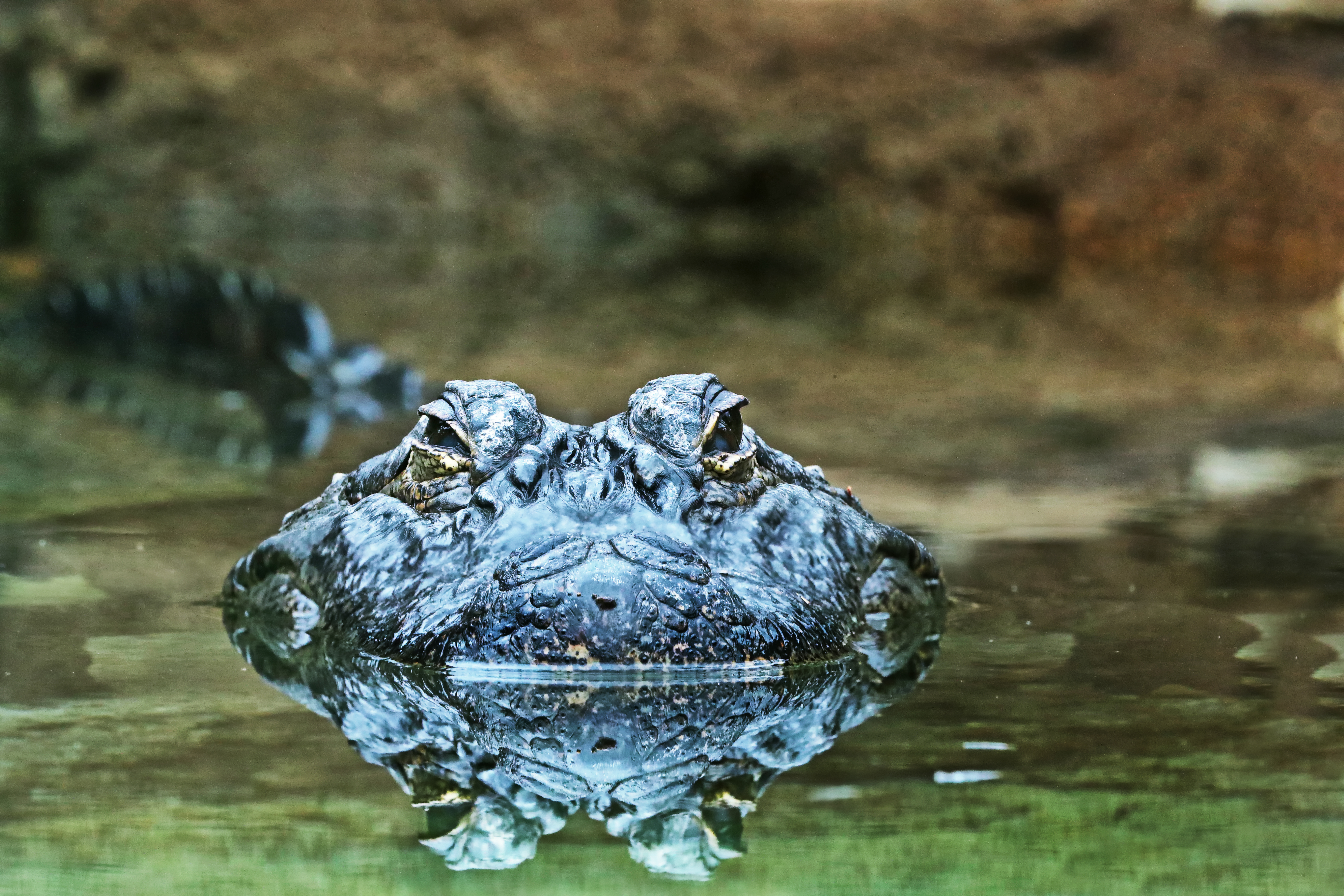 alligator cameron park zoo