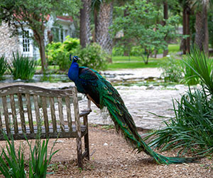 texas hill country tour trail