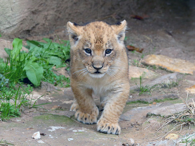Cameron Park Zoo