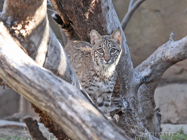 Cameron Park Zoo