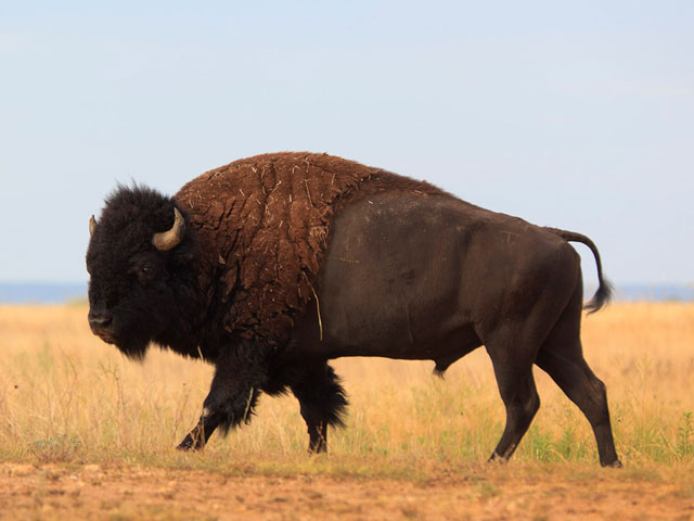 Texas State Parks near Abilene, Amarillo, Midland