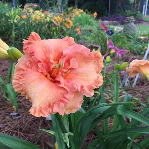 Beaumont Botanical Gardens 