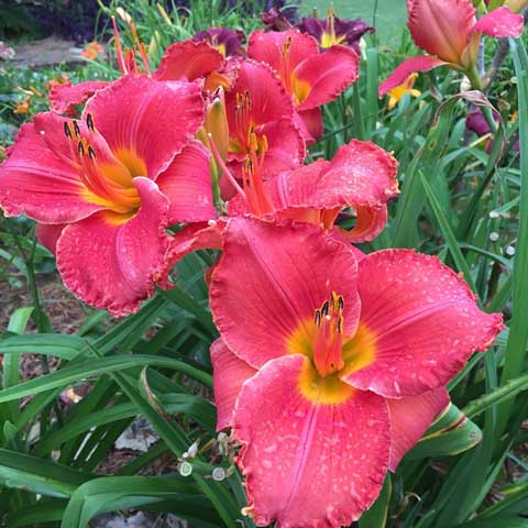 Beaumont Botanical Gardens 