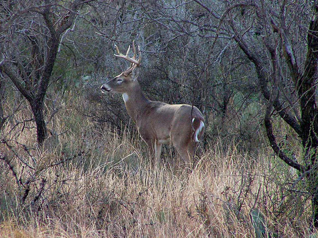 Texas State Parks near Abilene, Amarillo, Midland