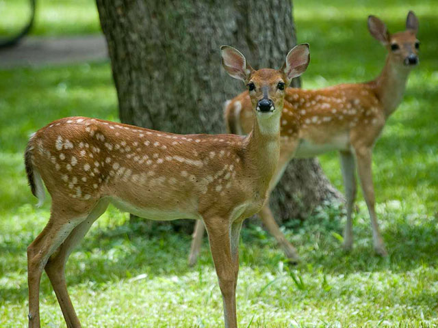 Texas State Parks near Houston