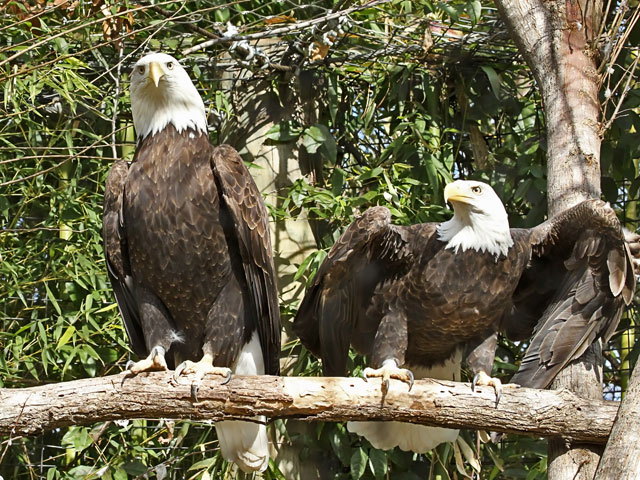 Cameron Park Zoo