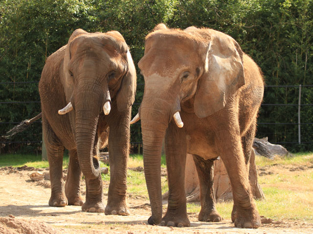 Cameron Park Zoo