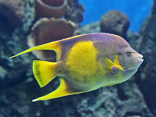 Cameron Park Zoo