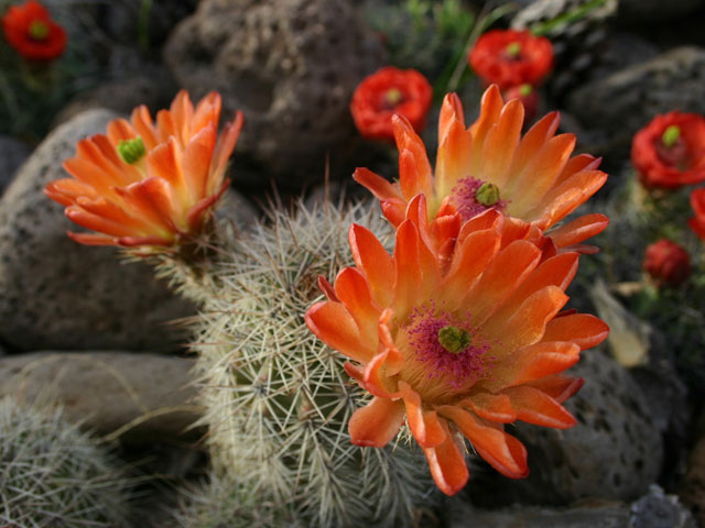 Big Bend Resort & Adventures