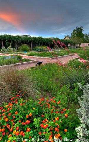 Lady Bird Johnson Wildflower Center