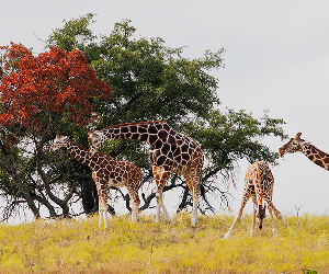 Fossil Rim Wildlife Center