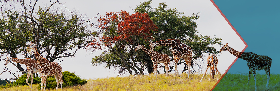 outdoor safari dallas