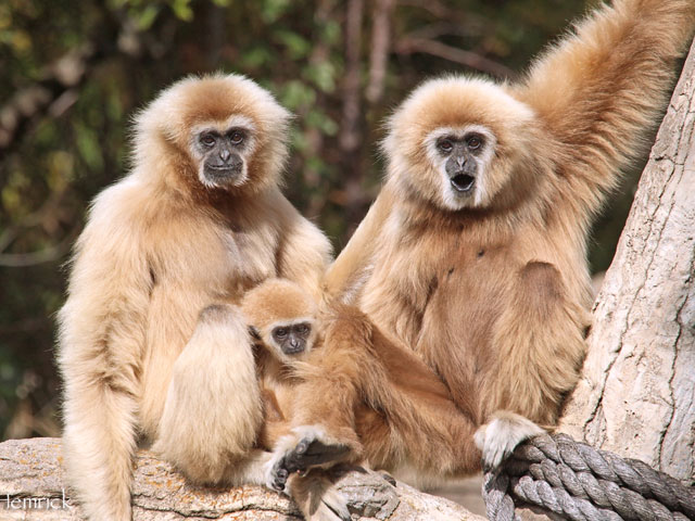 Cameron Park Zoo