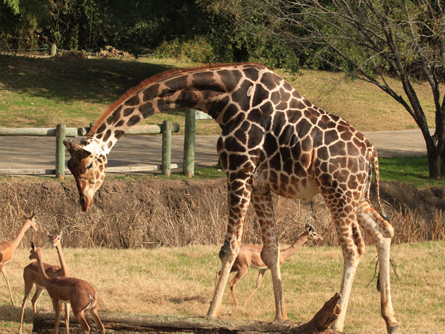 Cameron Park Zoo