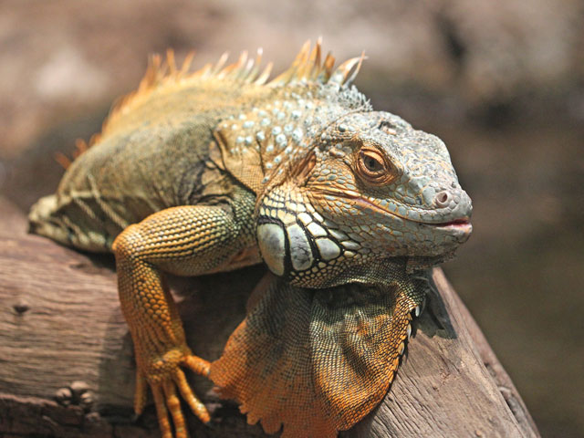 Cameron Park Zoo