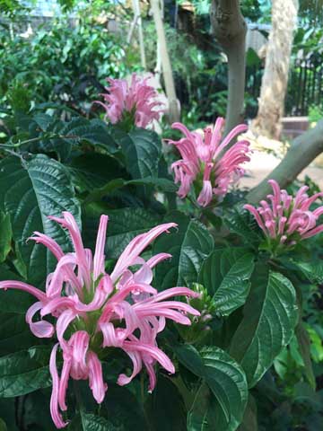 Beaumont Botanical Gardens 