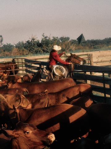 Kingsville, Texas