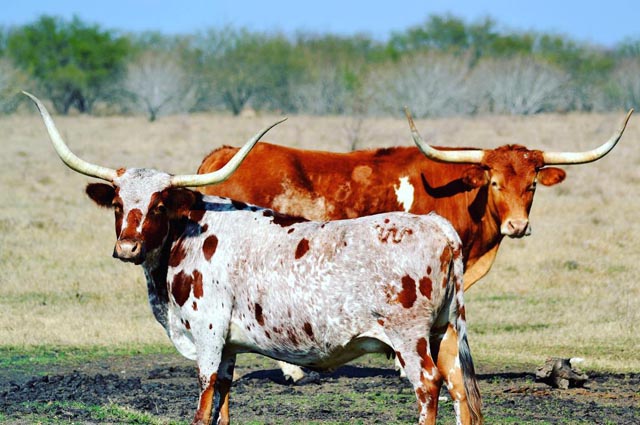 Kingsville, Texas