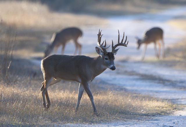 Kingsville, Texas