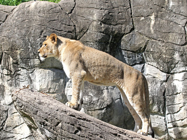 Cameron Park Zoo
