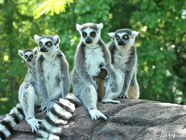 Cameron Park Zoo