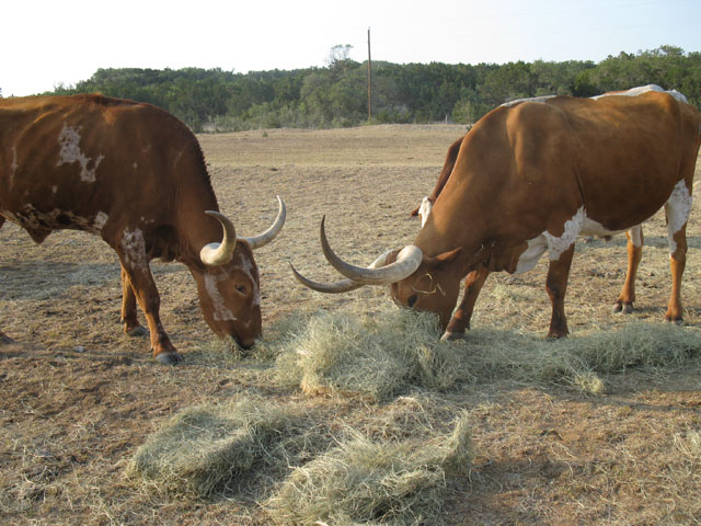 Rancho Cortez