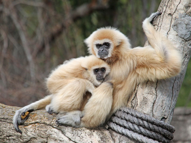 Cameron Park Zoo