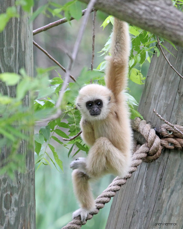 Cameron Park Zoo