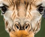 Natural Bridge Wildlife Ranch in San Antonio